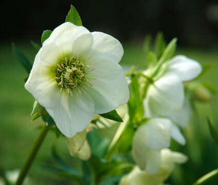 Image of lenten-rose