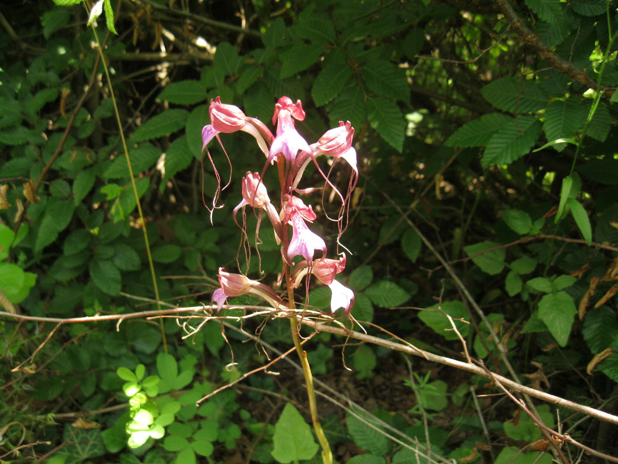 Image of Komper's Orchid