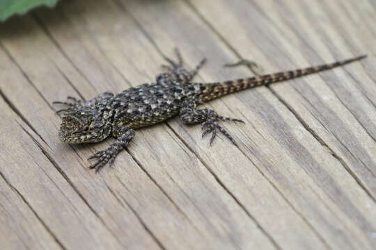 Image of Green Spiny Lizard