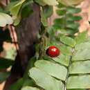 Слика од <i>Aegithus clavicornis</i> (Linnaeus 1758)