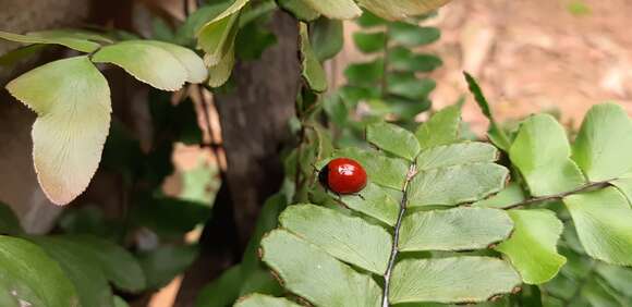 Слика од Aegithus