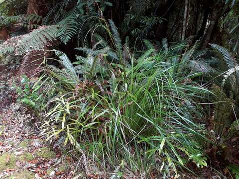 Image of Gahnia pauciflora Kirk