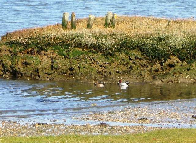 Image of Eurasian Wigeon