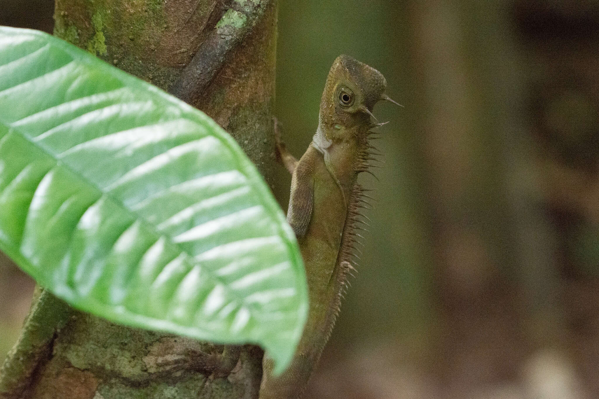 Imagem de Acanthosaura armata (Gray 1827)