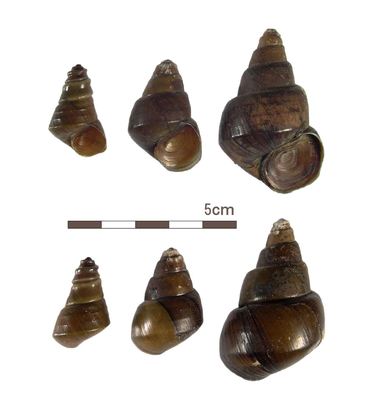 Image of Heterogen longispira (E. A. Smith 1886)