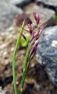 Image of northern bentgrass