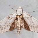 Image of Psilogramma lifuense Rothschild 1894