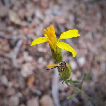 Слика од Tagetes filifolia Lag.