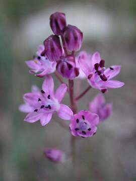 Image of Prospero autumnale (L.) Speta