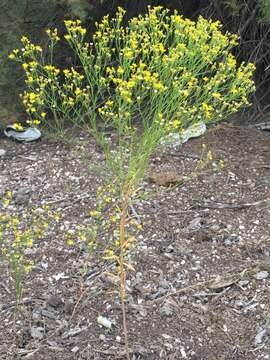 Image of roundleaf snakeweed