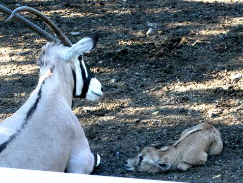 Image of Gemsbok