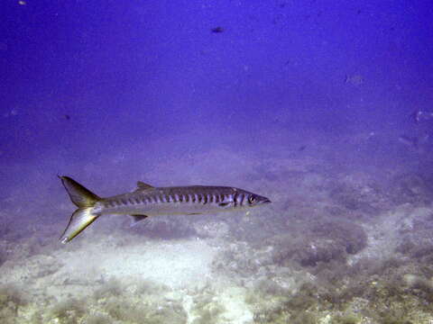 Image of Yellow Barracuda