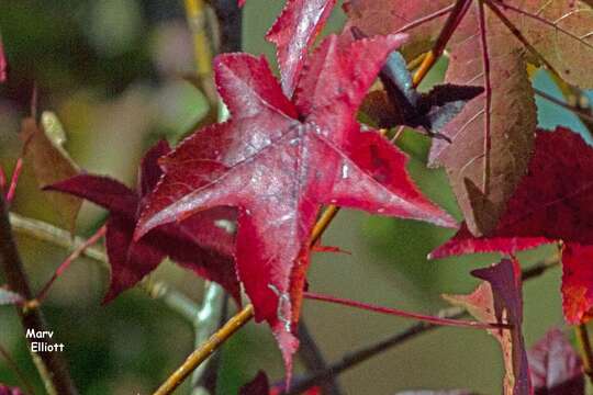 Image of American Sweetgum