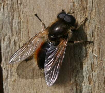 Image of <i>Cheilosia grossa</i>