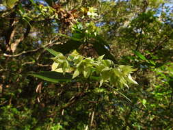 Plancia ëd Trichodesma calycosum var. formosanum (Matsum.) I. M. Johnst.