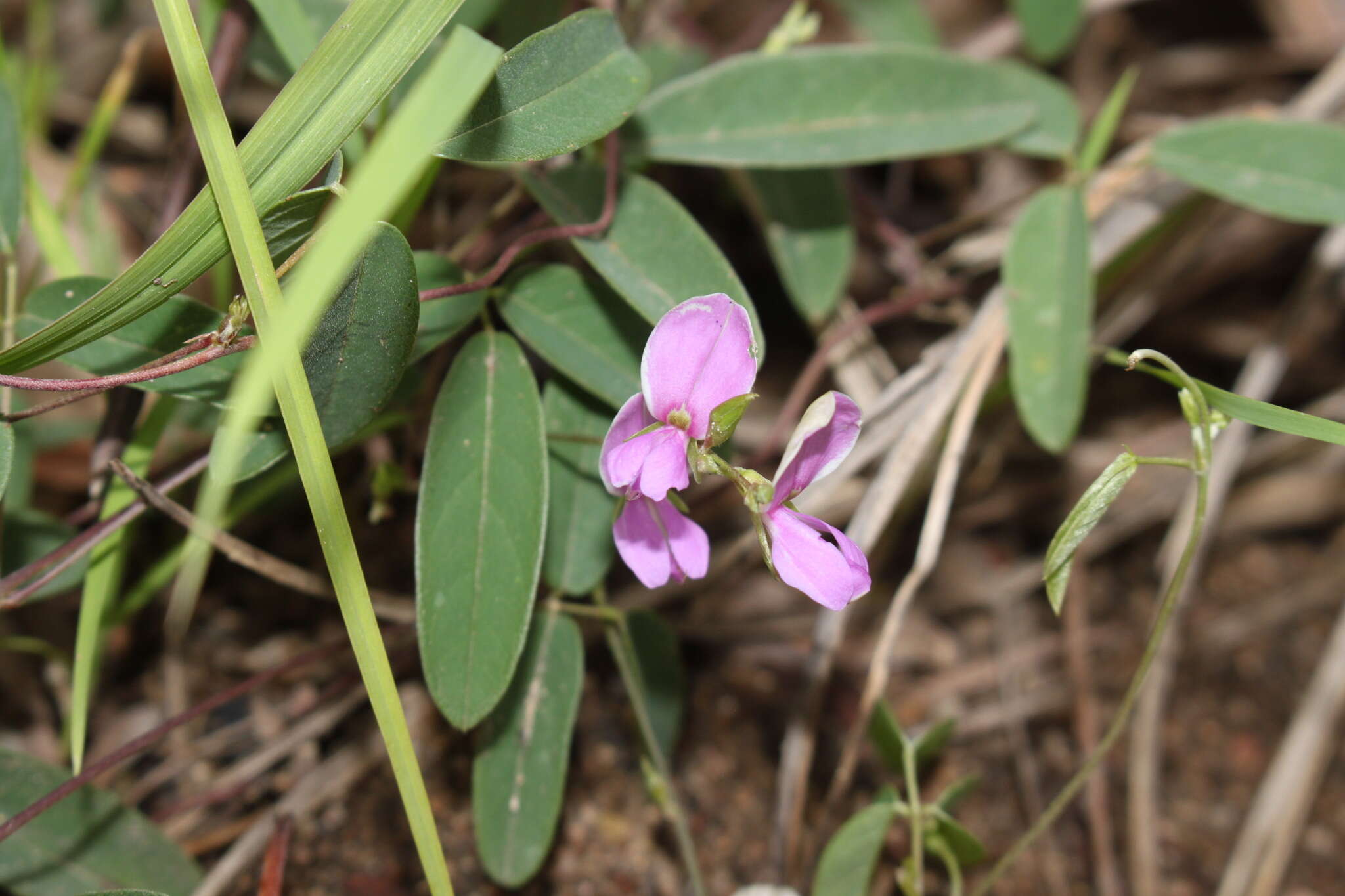 Image of Galactia tenuiflora var. lucida Baker