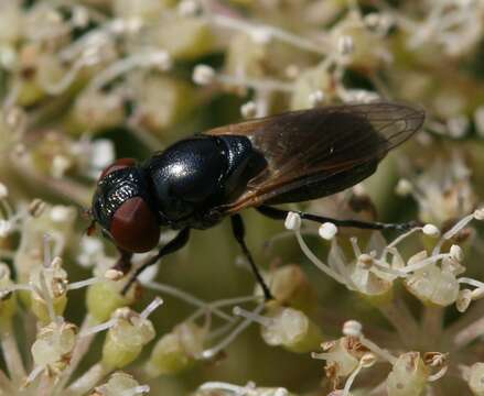 Image of Chrysogaster cemiteriorum (Linnaeus 1758)