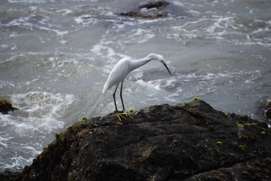 Image of Snowy Egret