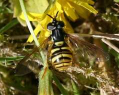 Plancia ëd Chrysotoxum arcuatum (Linnaeus 1758)