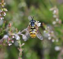 Plancia ëd Chrysotoxum arcuatum (Linnaeus 1758)