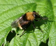 Image of Criorhina berberina (Fabricius 1805)