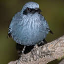 Image of Tres Marias Blue Mockingbird