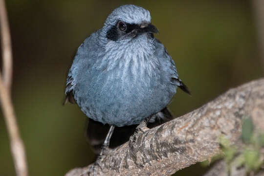 Слика од Melanotis caerulescens longirostris Nelson 1898