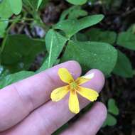 Sivun Oxalis grandis Small kuva