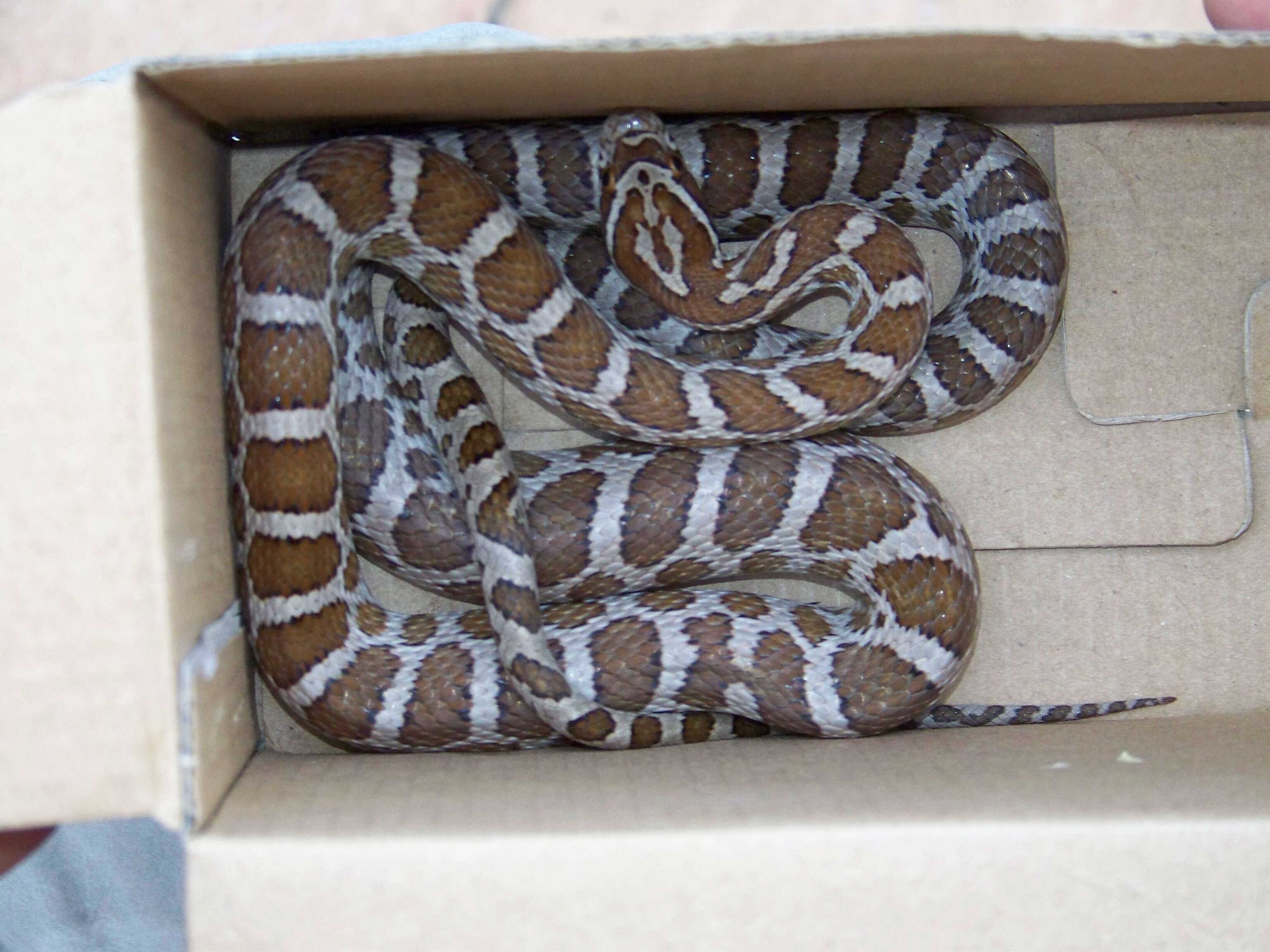 Image of Great Plains Rat Snake