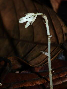 Image of Degranvillea dermaptera Determann