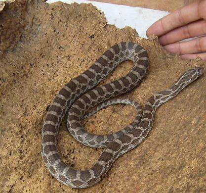 Image of Great Plains Rat Snake