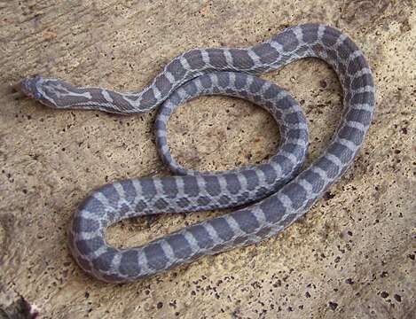 Image of Great Plains Rat Snake