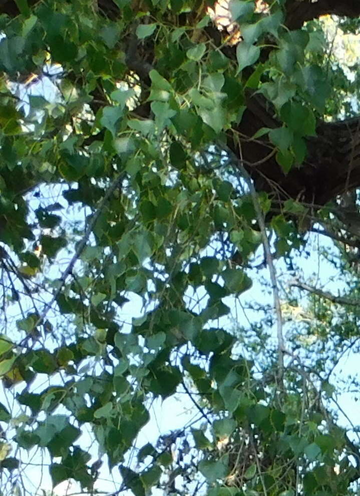 Image of Populus mexicana subsp. dimorpha (T. S. Brandeg.) J. E. Eckenwalder