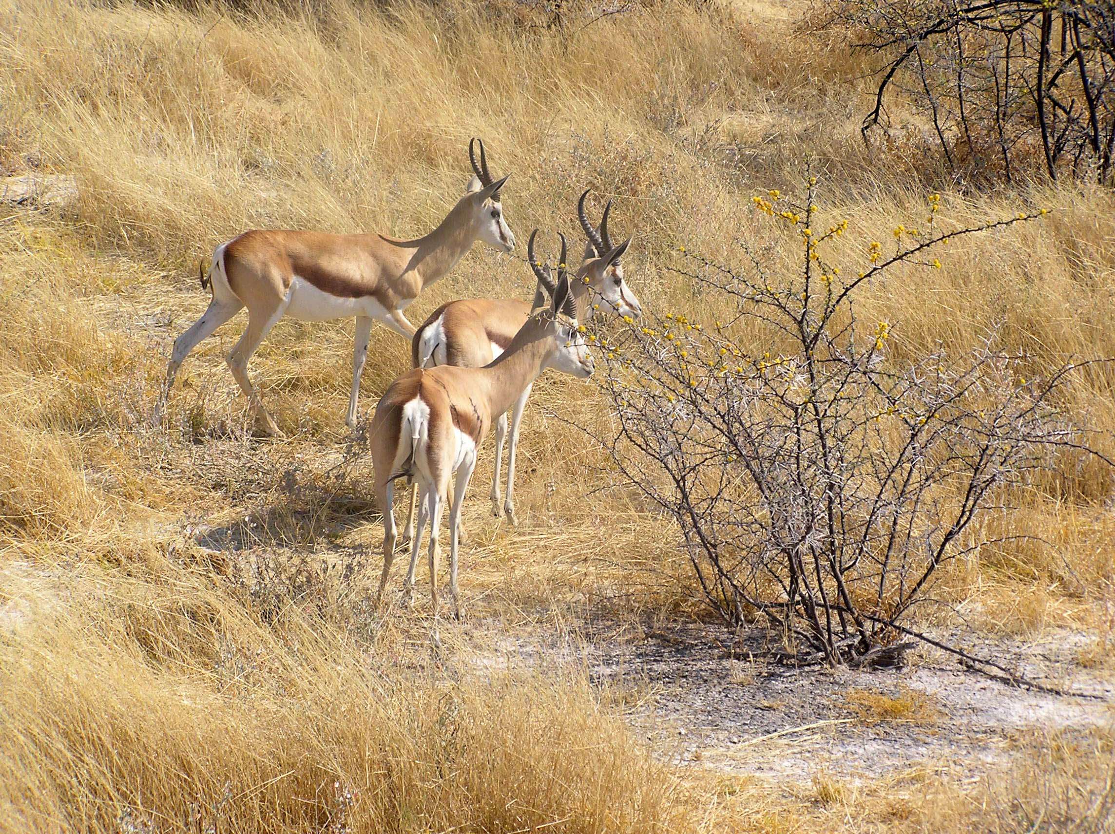 Image of Springbok