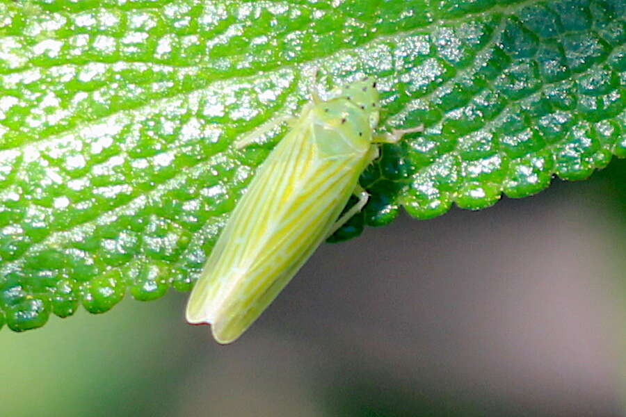 Image of Pagaronia tredecimpunctata Ball 1902