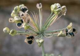 Image of Chinese chives