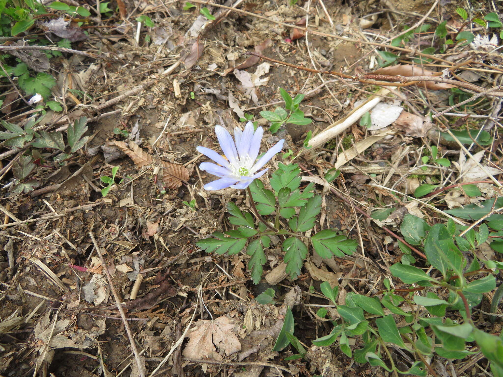 Image of Anemone pseudoaltaica Hara