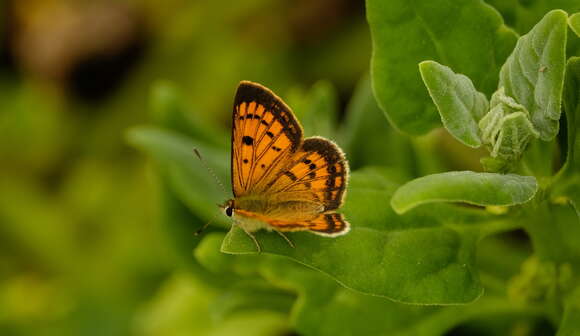 Image of Lycaena salustius (Fabricius 1793)