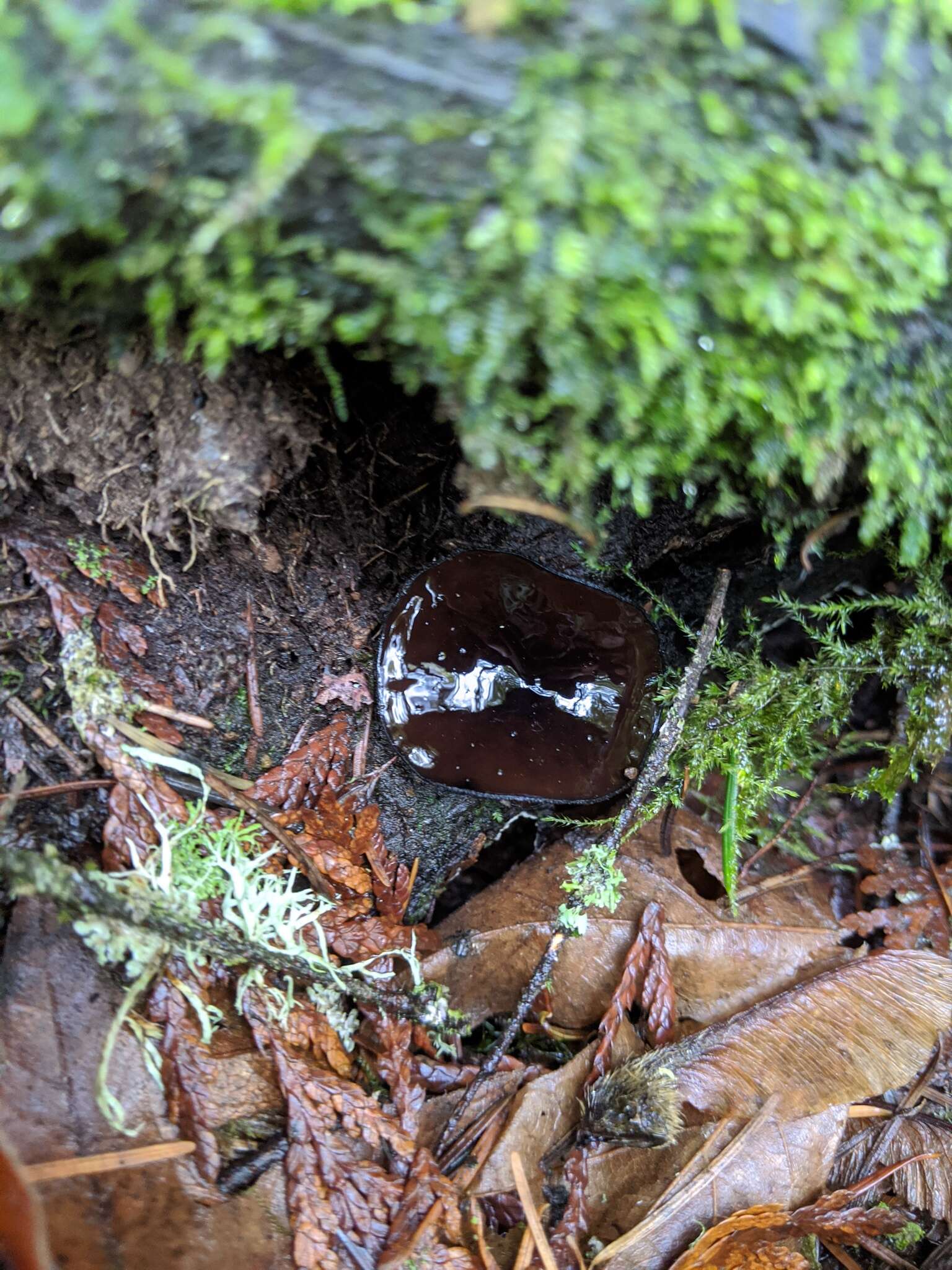 Imagem de Pseudoplectania vogesiaca Seaver 1928