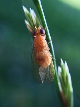 Image of <i>Sapromyzosoma quadripunctata</i>