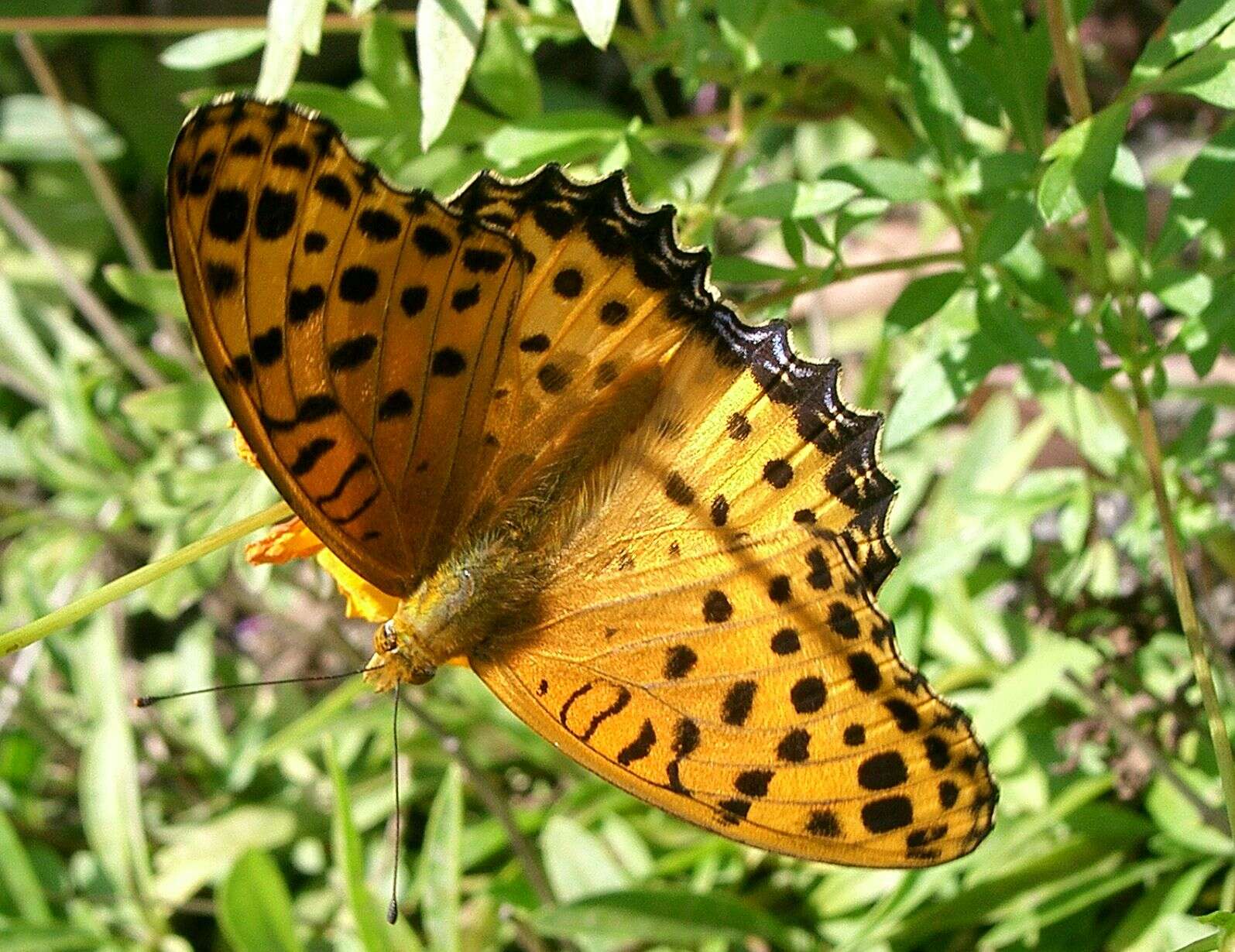 Image of Argynnis hyperbius