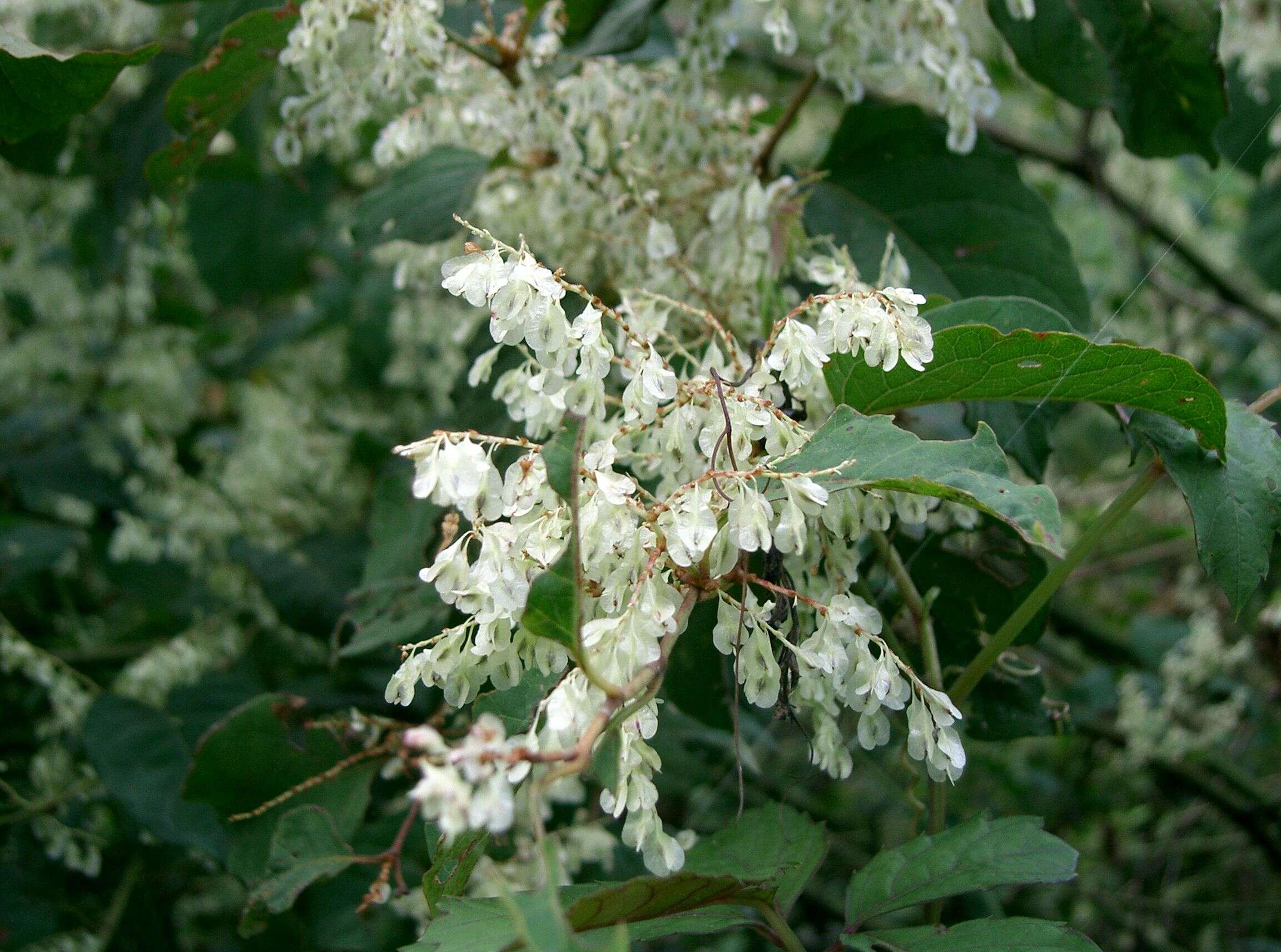 Image of Japanese Knotweed