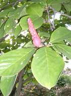 Image of Lily Tree