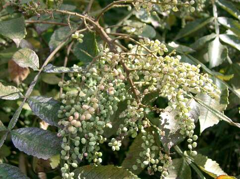 Image of Chinese sumac