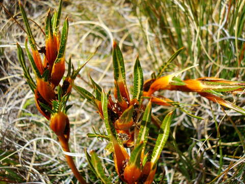 Image of Aciphylla pinnatifida Petrie