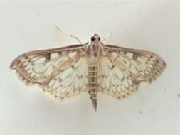 Image of Herpetogramma aquilonalis