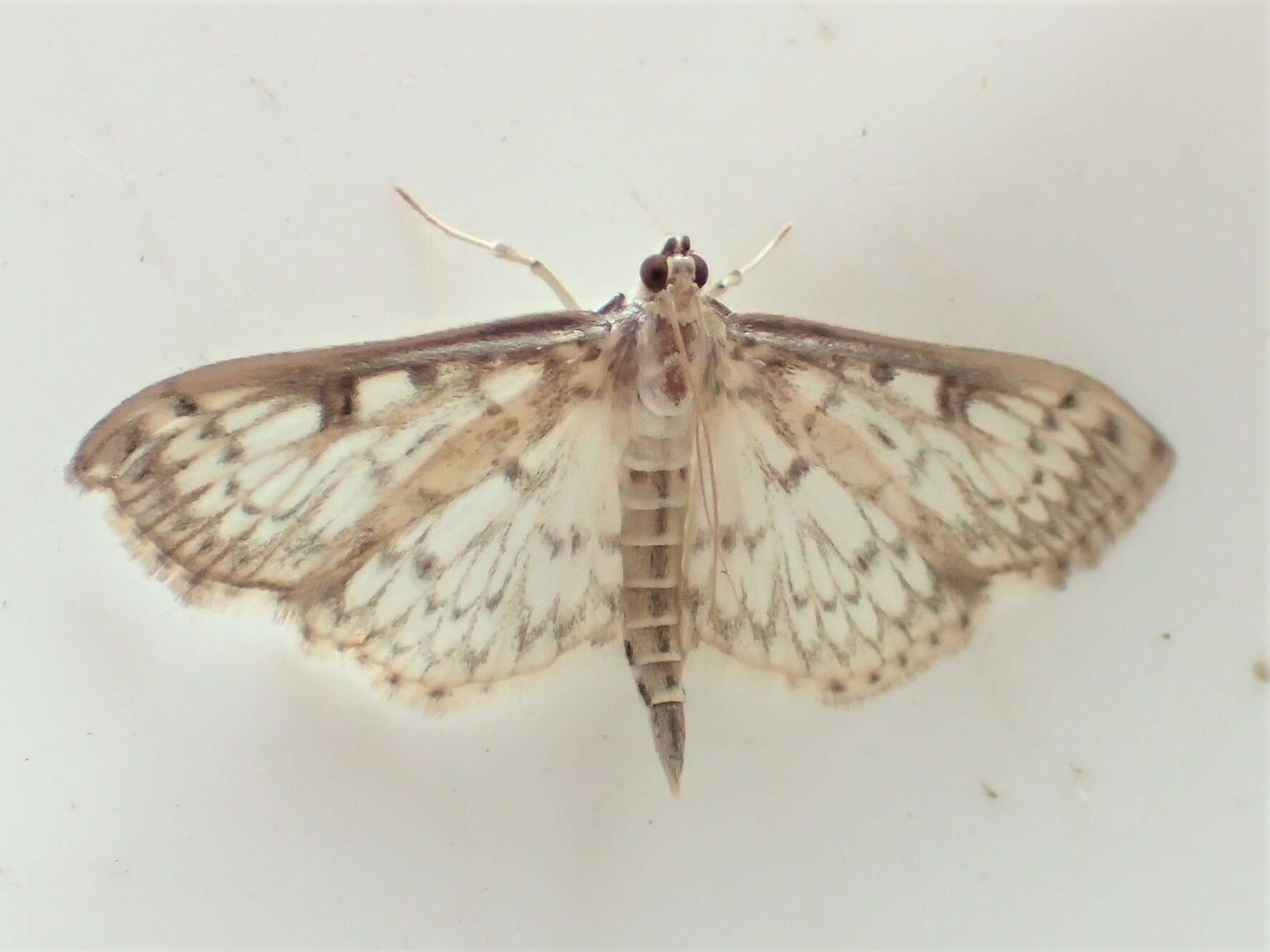 Image of Herpetogramma aquilonalis