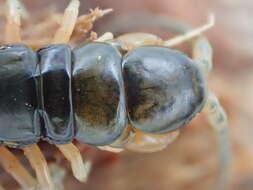 Image of Scolopendra japonica L. Koch 1878