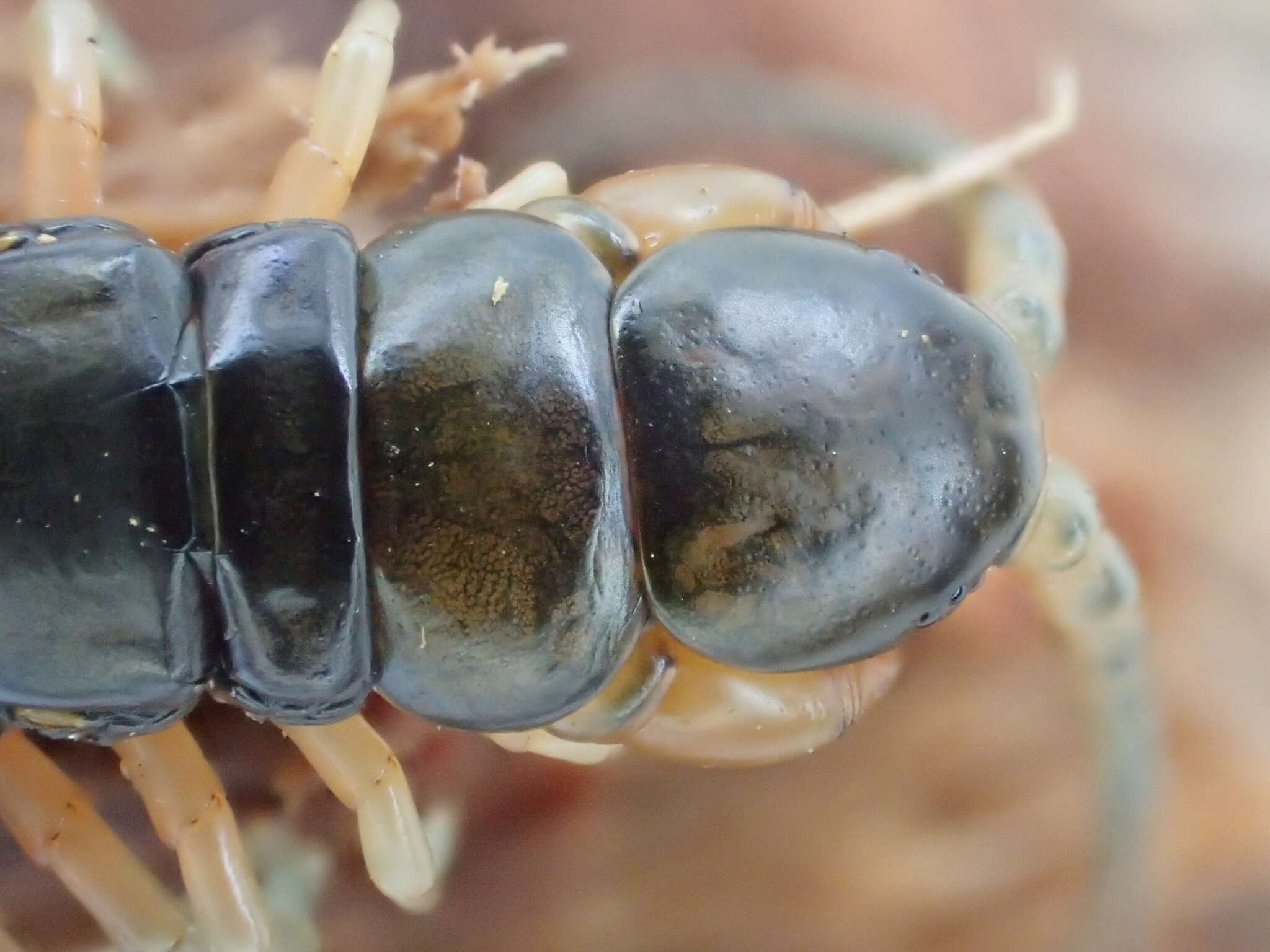 Image of Scolopendra japonica L. Koch 1878