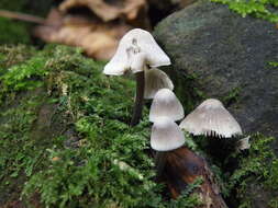 Mycena arcangeliana Bres. 1904 resmi